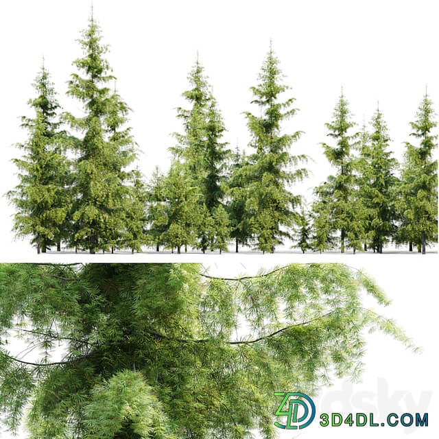 Cedrus Deodara