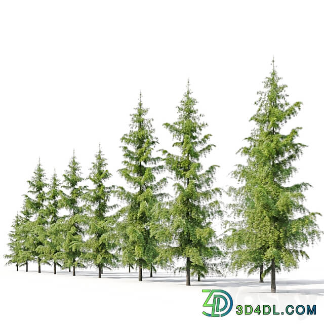 Cedrus Deodara