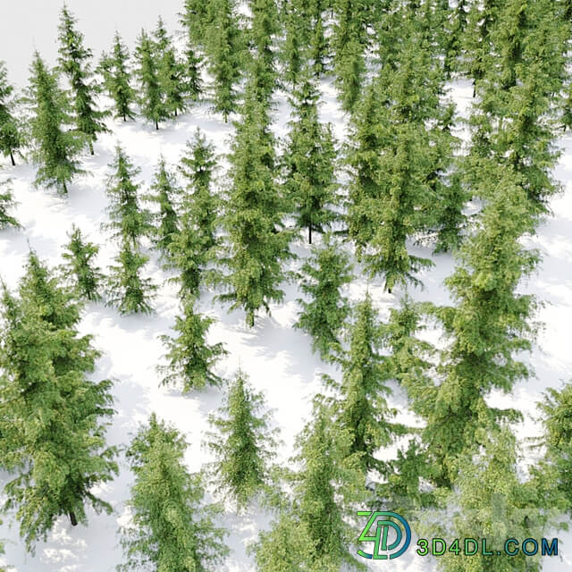 Cedrus Deodara