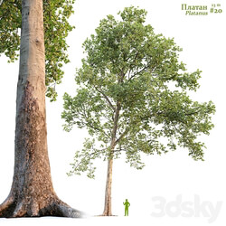 Sycamore / Platanus #20 