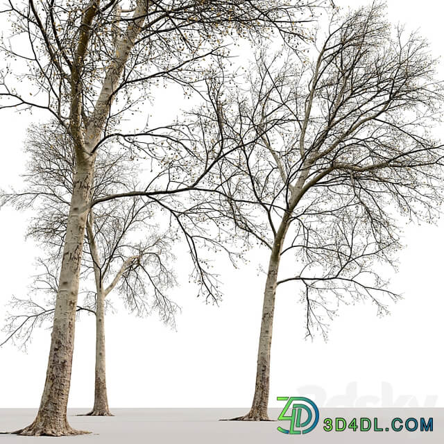 Sycamore / Platanus #20