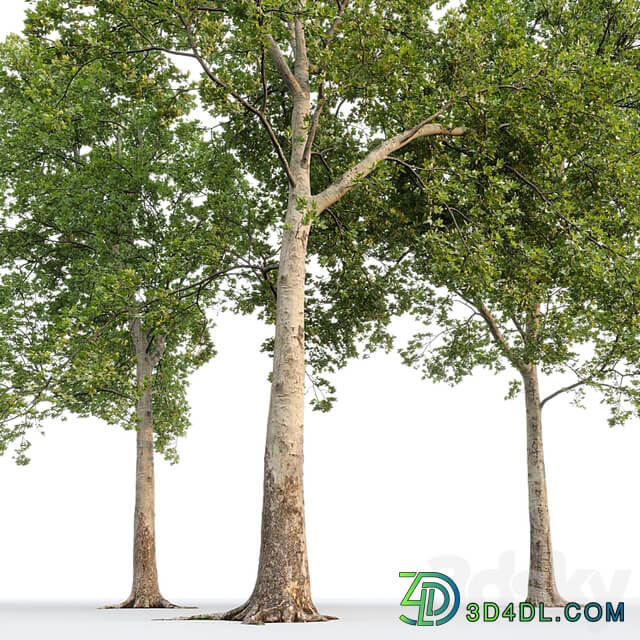Sycamore / Platanus #20