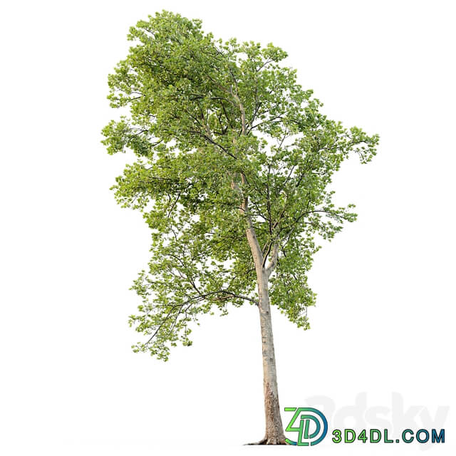 Sycamore / Platanus #20