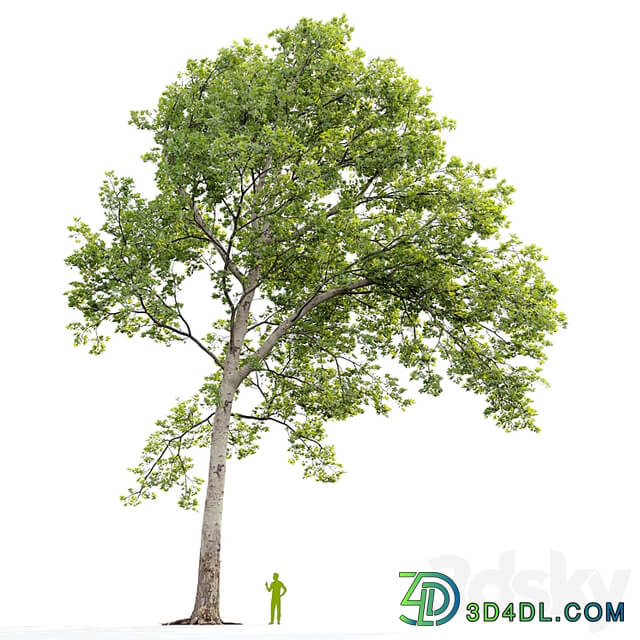 Sycamore / Platanus #20
