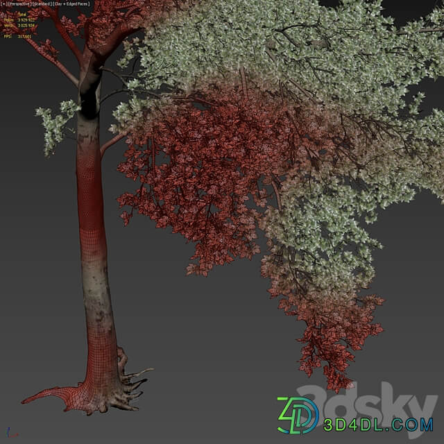 Sycamore / Platanus #20