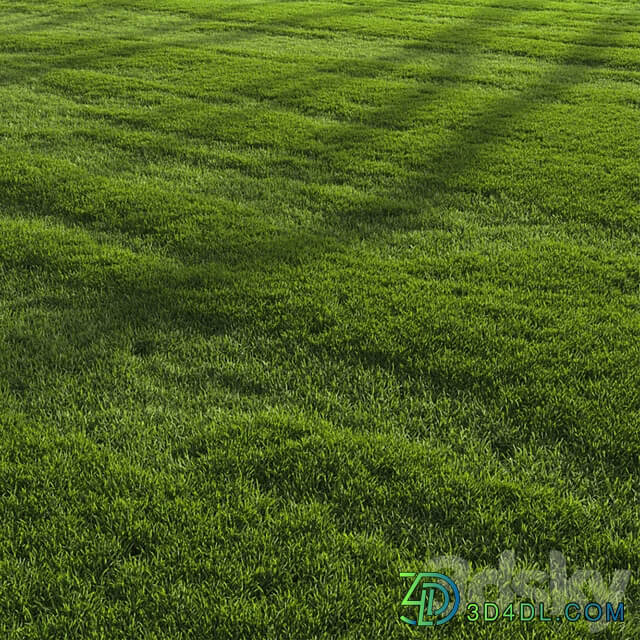 Garden Lawn