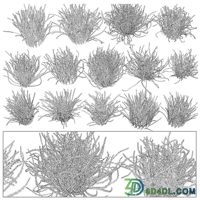 Garden Lawn