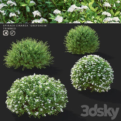 Gray spirea trimmed bushes | Spiraea cinerea grefsheim 