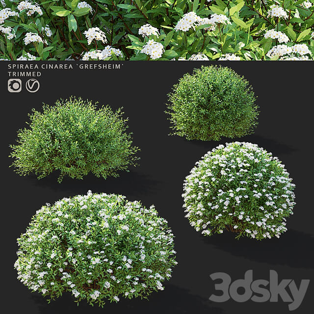 Gray spirea trimmed bushes | Spiraea cinerea grefsheim