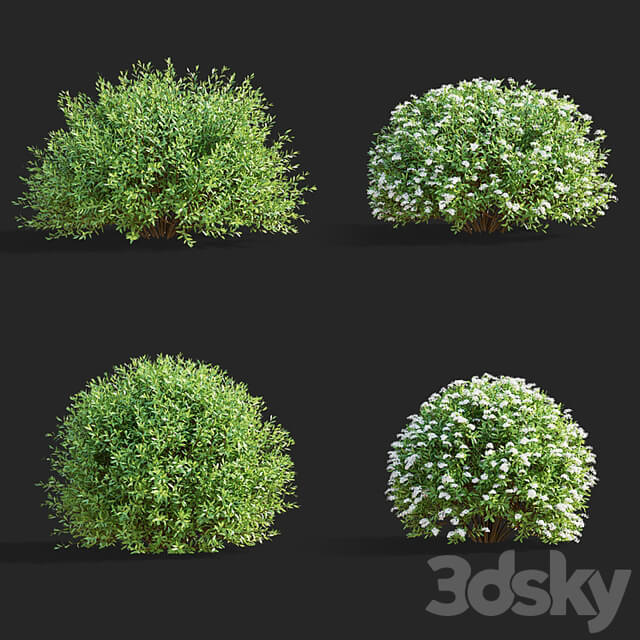 Gray spirea trimmed bushes | Spiraea cinerea grefsheim