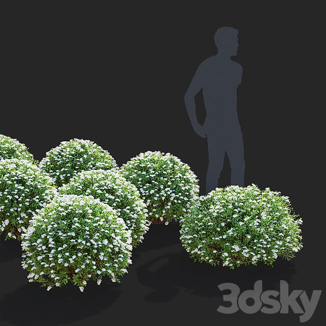 Gray spirea trimmed bushes | Spiraea cinerea grefsheim