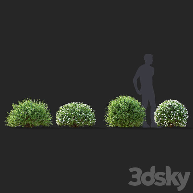 Gray spirea trimmed bushes | Spiraea cinerea grefsheim