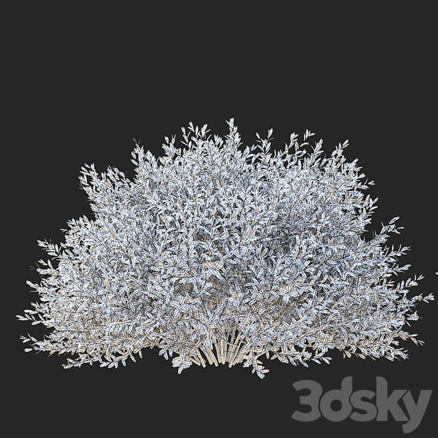 Gray spirea trimmed bushes | Spiraea cinerea grefsheim