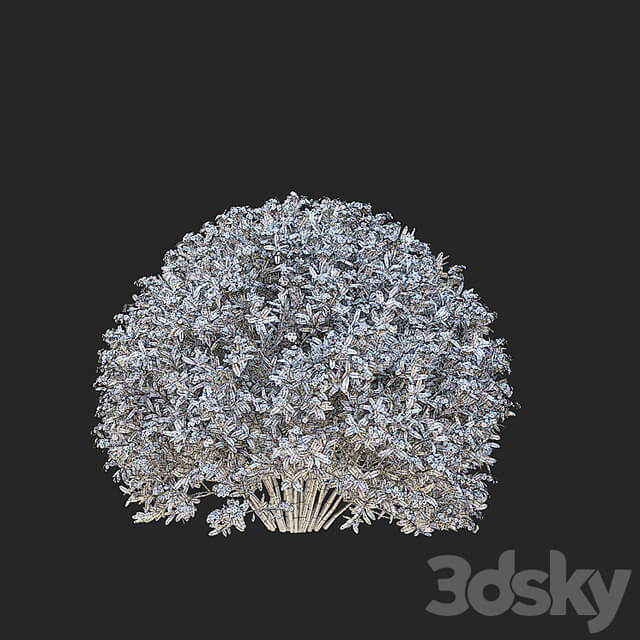 Gray spirea trimmed bushes | Spiraea cinerea grefsheim
