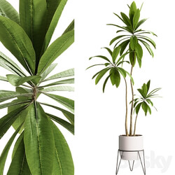 Indoor Plants 25 Plants in pot 