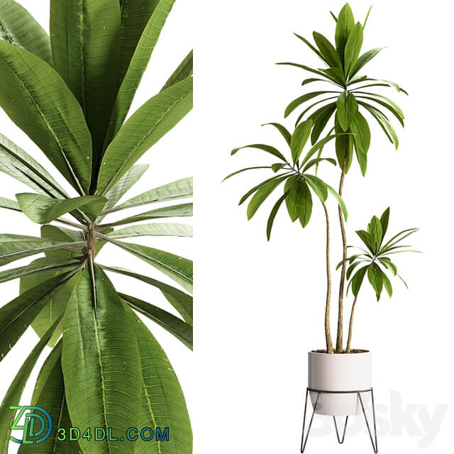 Indoor Plants 25 Plants in pot