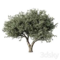 Olive Tree No.78 