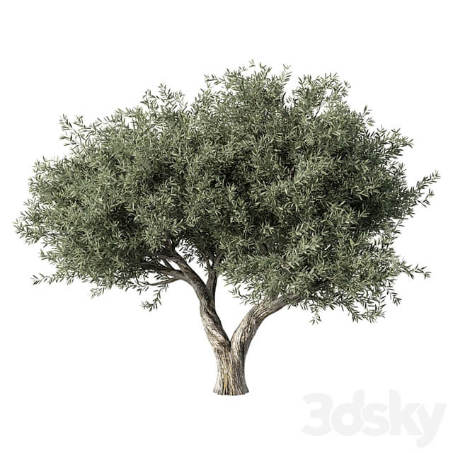 Olive Tree No.78