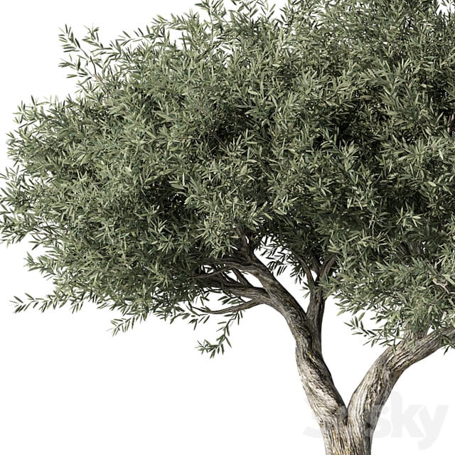 Olive Tree No.78