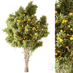 Orange Tree 01 