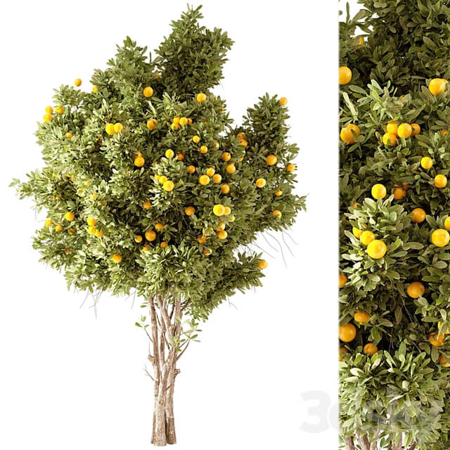 Orange Tree 01