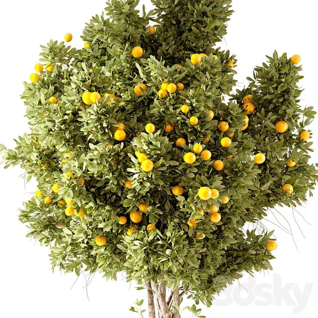 Orange Tree 01