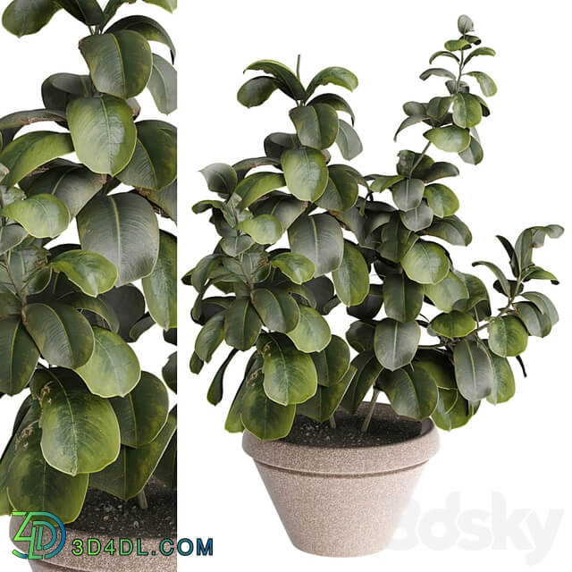 indoor Plant 491