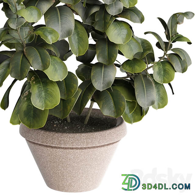 indoor Plant 491