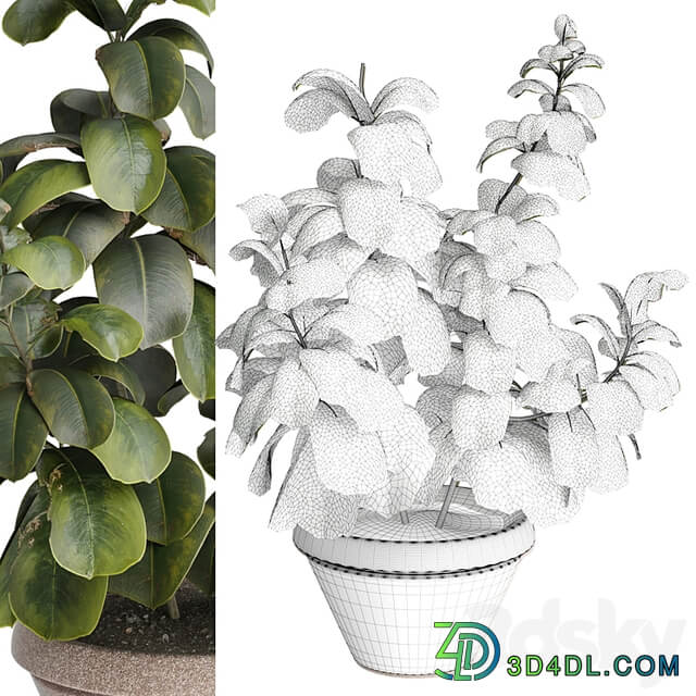 indoor Plant 491