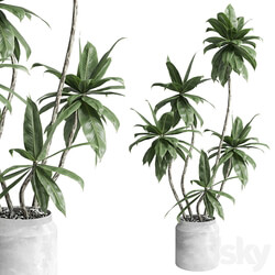 Indoor plant 460 concrete dirt vase plant fiucs tree pot 