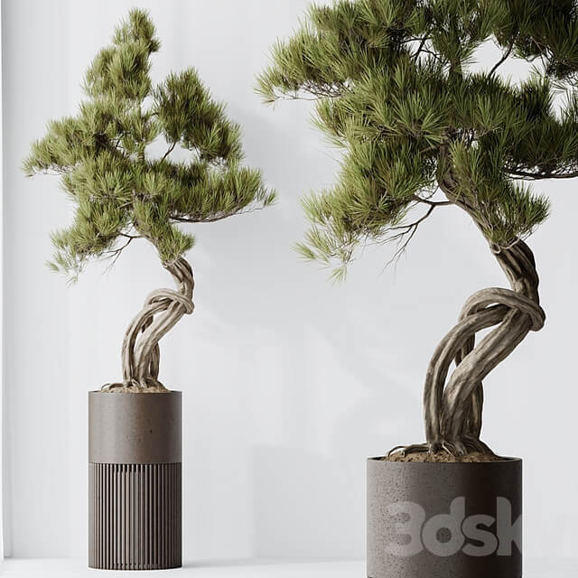 Indoor plant set 23