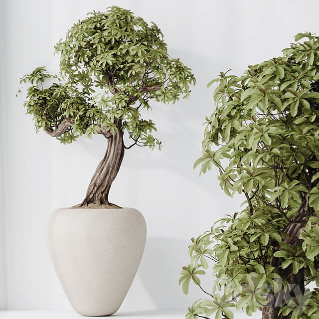 Indoor plant set 23
