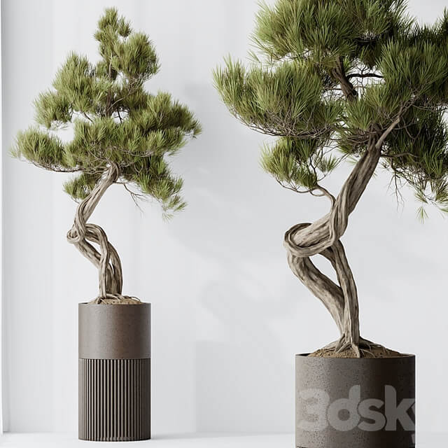 Indoor plant set 23