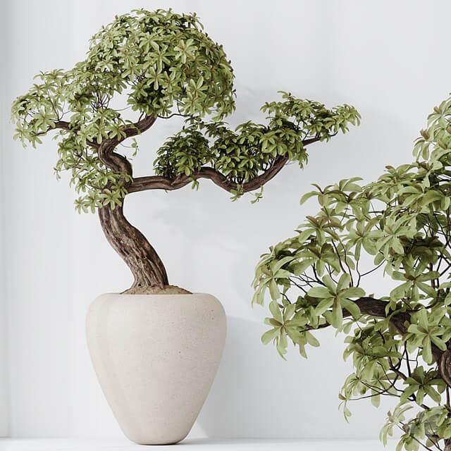 Indoor plant set 23