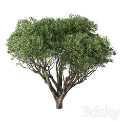 Tree No.89 