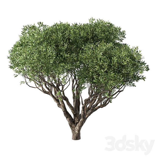 Tree No.89