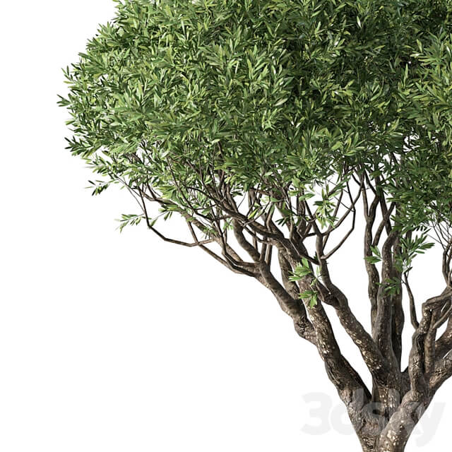 Tree No.89