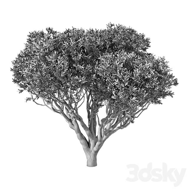 Tree No.89