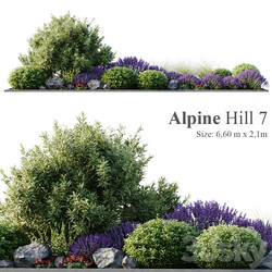 Alpine Hill 7 