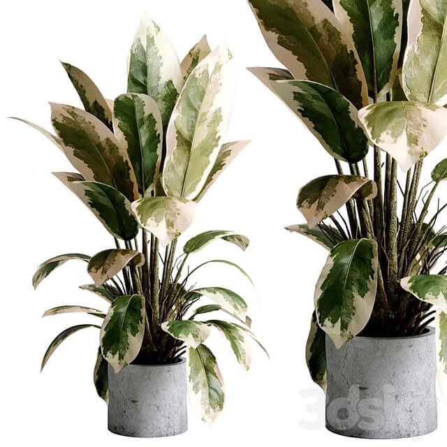 Benjamin Plant indoor plant set 495 concrete old vase