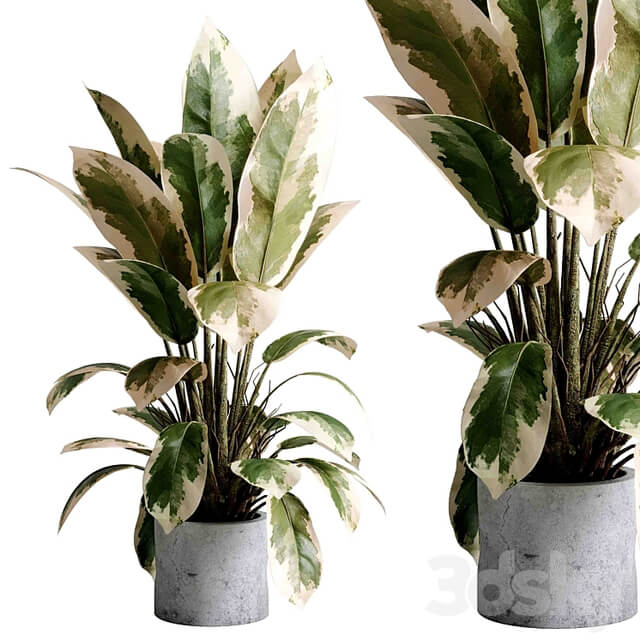 Benjamin Plant indoor plant set 495 concrete old vase