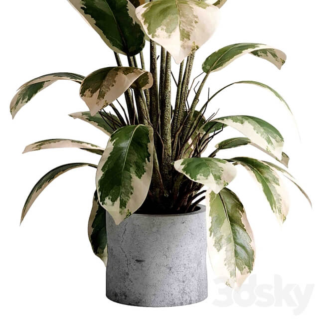 Benjamin Plant indoor plant set 495 concrete old vase