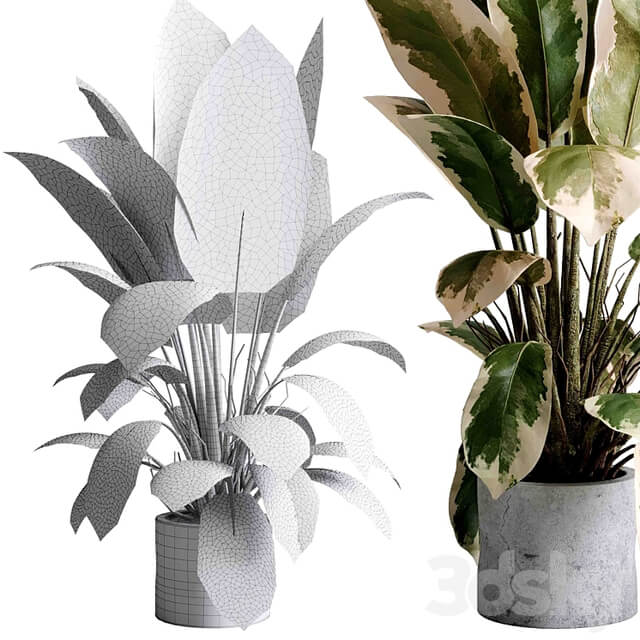 Benjamin Plant indoor plant set 495 concrete old vase