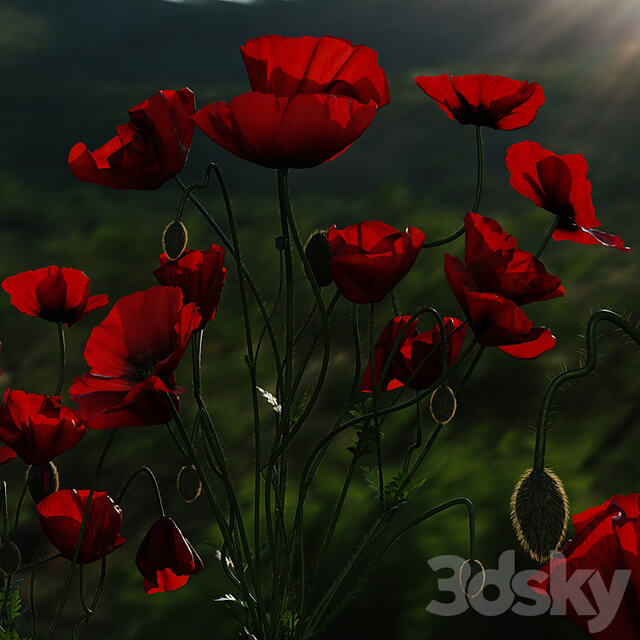 Field Poppies in a Vase
