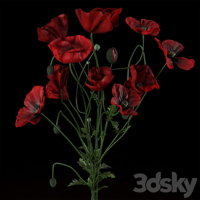 Field Poppies in a Vase