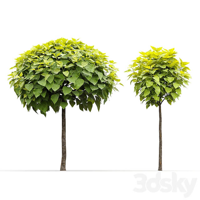 Catalpa #2
