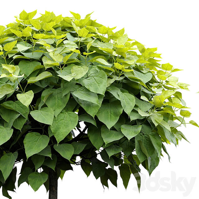 Catalpa #2