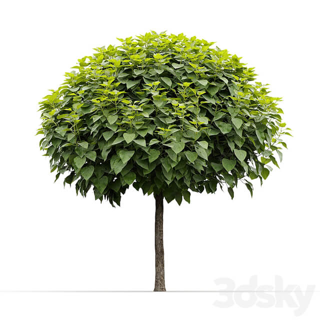 Catalpa #2