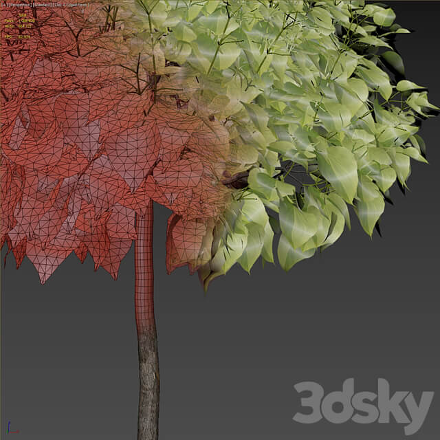 Catalpa #2