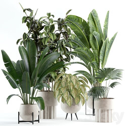 indoor plant 308 